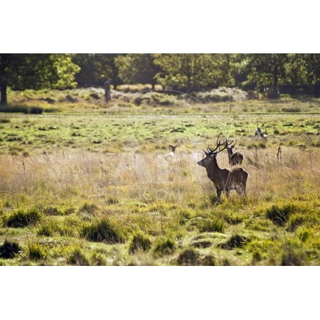 Red Deer Stag during Rut Season in Richmond Park London England Print Wall Art By (Best Place To See Deer In Richmond Park)