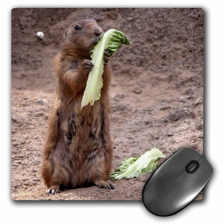 3dRose  Meerkat with Lettus  MousePad price history on PriceWatchPro