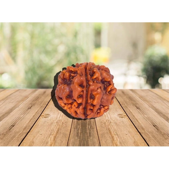 Ankita Gemstones 1 Mukhi Rudraksha One Faced Nepal Origin Round Certified Bead Rudraksh