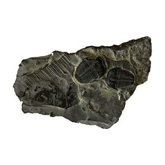 Genuine Elrathia Kinghi Trilobite Fossil 2" x 1 1/4"