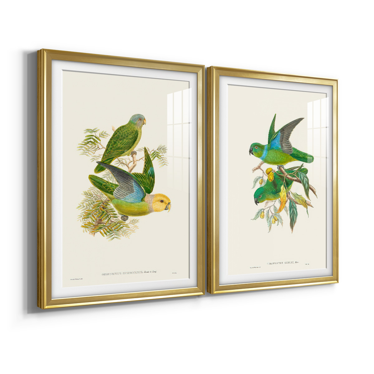 Wexford Home Lime & Cerulean Parrots I Premium Framed Print, 18.5" x 24.5" - Ready to Hang, Gold (Set of 2)