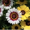 thumbnail image 3 of "Painted Daisy" Flower Seeds for Planting, 500+ Flower Seeds Per Packet Non GMO & Heirloom Seeds, Scientific Name Chrysanthemum Carinatum, 3 of 8
