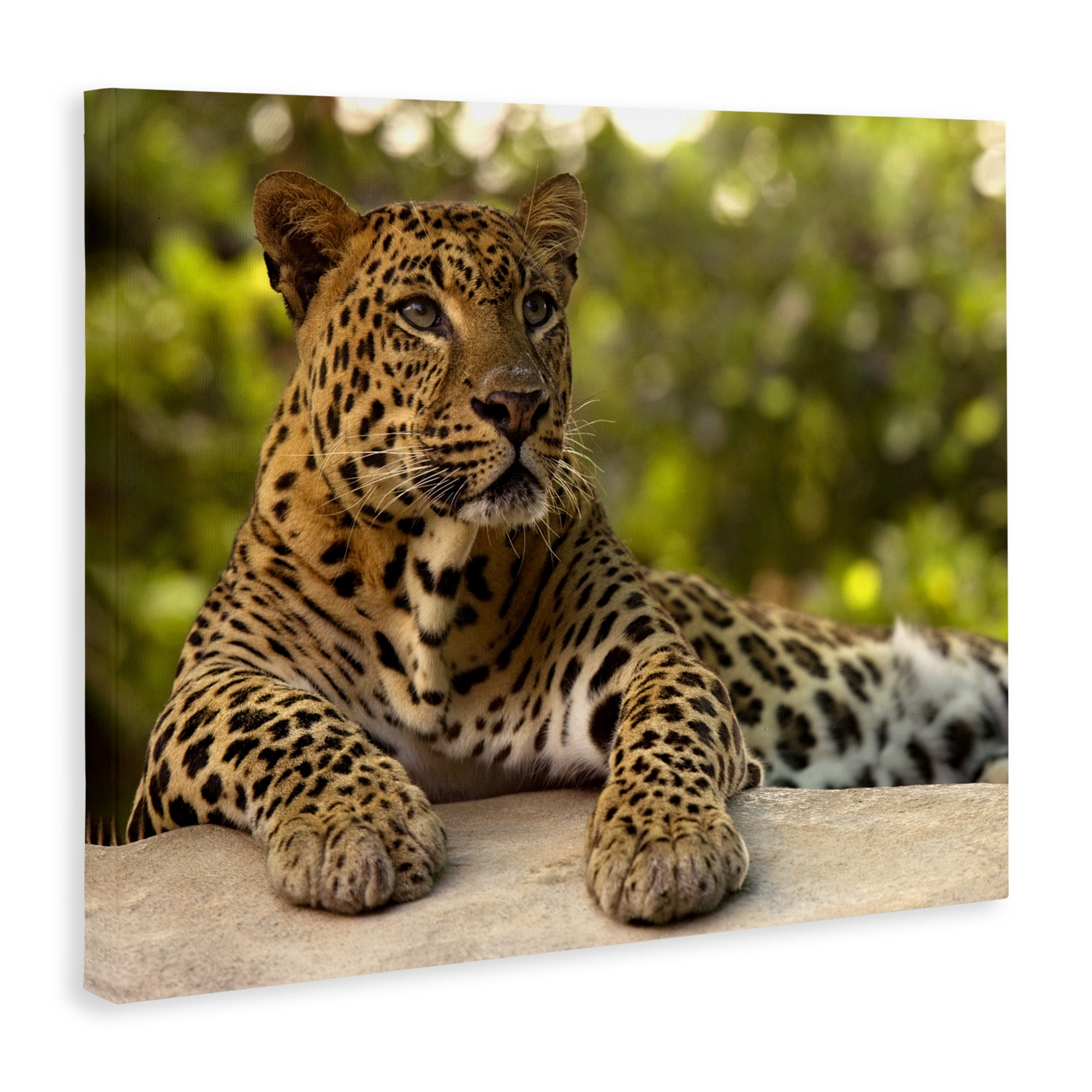 Leopard Gazing Relaxation Canvas Wall Art, design by MJ Photography