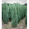 thumbnail image 3 of Blue Arrow Juniper  1 Live 4 Inch Pots  Juniperus Scopulorum  Drought-Tolerant Evergreen  Ideal for Landscaping & Ornamental Use  Low-Maintenance Outdoor Plant, 3 of 7