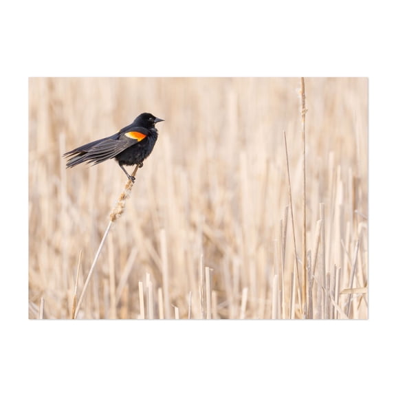 Red-winged blackbird in a Minnesota wetland - Photography Bird Wildlife Nature Minimalist Animal Scenic Woodland Unframed Wall Art Print 4 x 6 inches