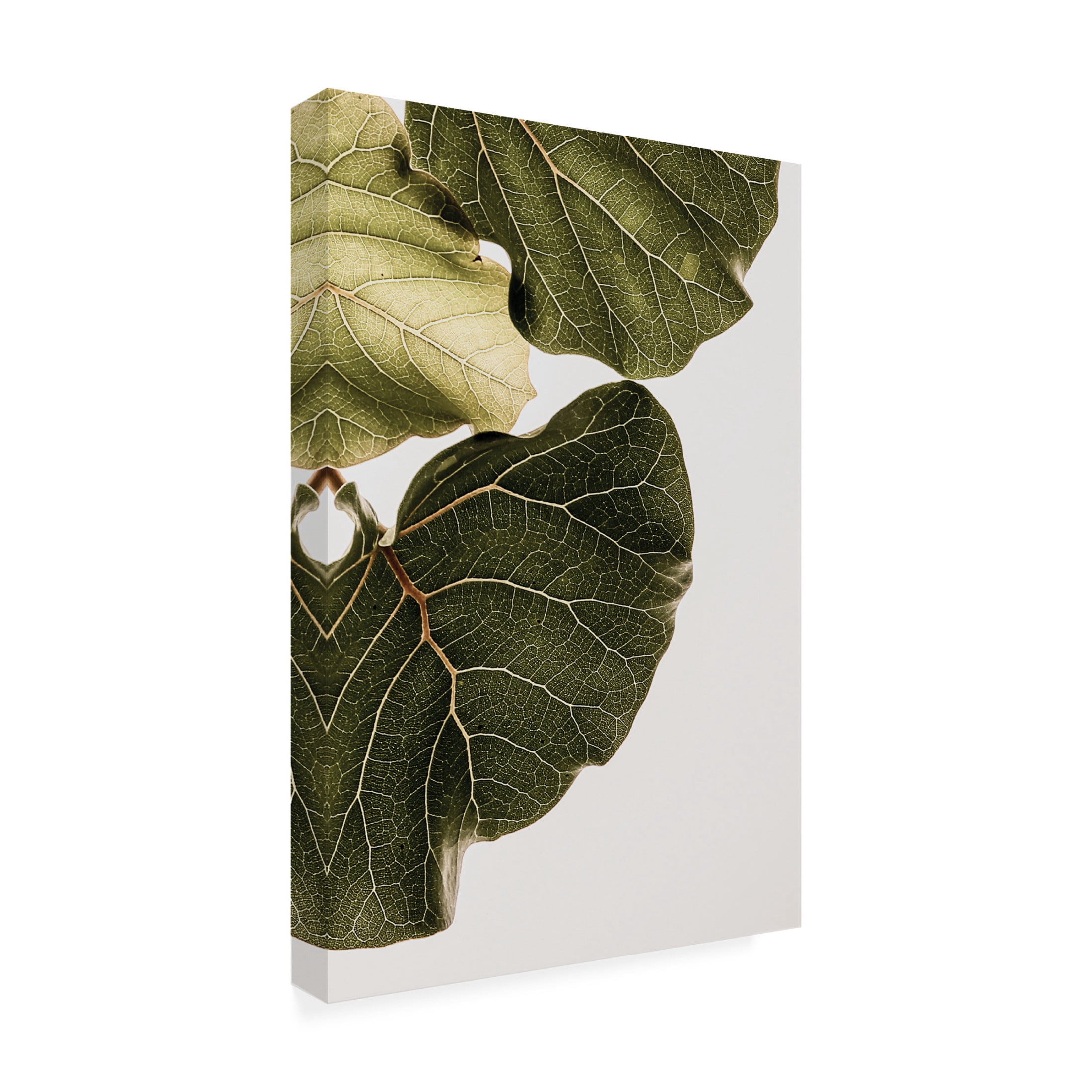 Trademark Fine Art Shot by Clint Abutifolia No1 Canvas Wall Art