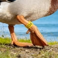 thumbnail image 2 of Yellow Chicken Leg Bands Set Of 50 Numbered Poultry Identification Rings Clip On For Farm 16Mm Plastic, 2 of 6