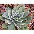 thumbnail image 3 of 100 WHITE BLUSH VERBASCUM Blattaria Albiflorum Moth Mullein Flower Seeds, 3 of 7