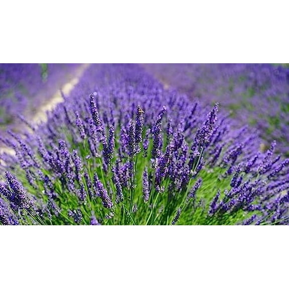 Premium Lavender Potting Soil by Gardenera - Unlock The Full Potential of Your Lavender Plants - 5 QUARTS