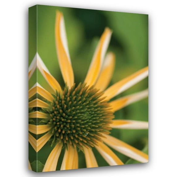 Erin Berzel 13x18 Gallery Wrapped Canvas Wall Art Titled - Echinacea I