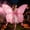B, variant on Halloween Butterfly Wings, Polyester Fairy Wing Props with Adjustable Straps, Versatile Cosplay Costume Accessory for Party and Masquerade