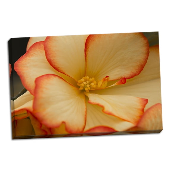Gango Home Decor Camille's Begonias II by Rita Crane (Ready to Hang); One 36x24in Hand-Stretched Canvas
