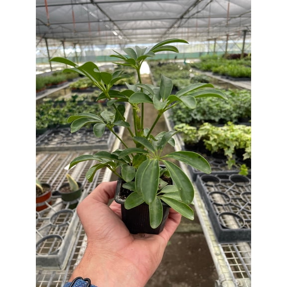 Schefflera Arboricola 'Umbrella', 3" Pot, Indoor Houseplant, Easy Care, Live Plant for Indoor & Outdoor