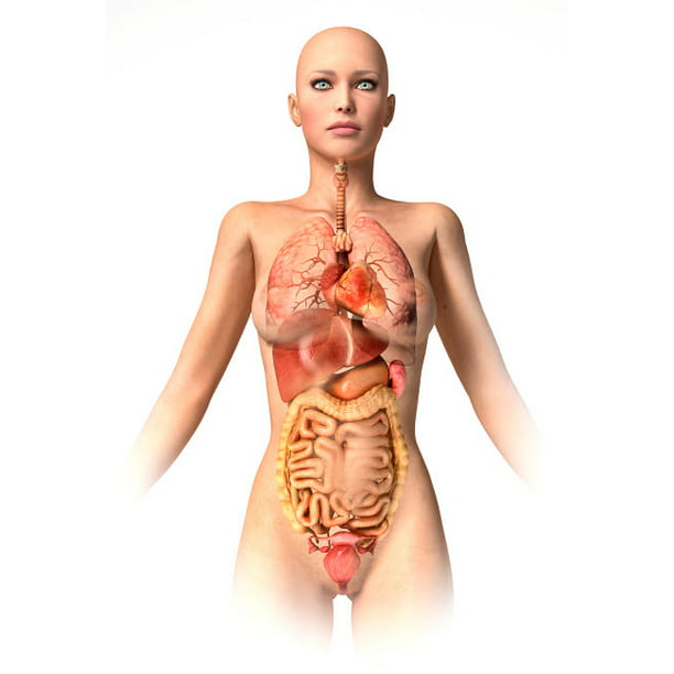 Anatomy Of Female Body With Internal Organs Superimposed Poster Print By Leonello Calvetti Stocktrek Images 11 X 17 Walmart Com Walmart Com