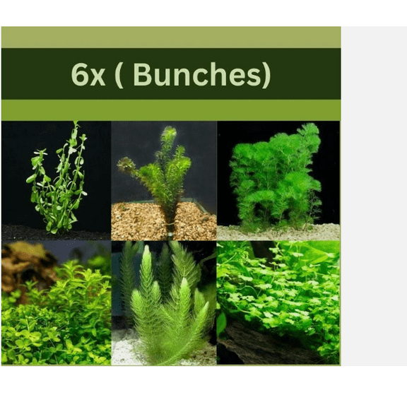 Low Light Aquarium Plant Bundle – Live Freshwater Aquarium Plants