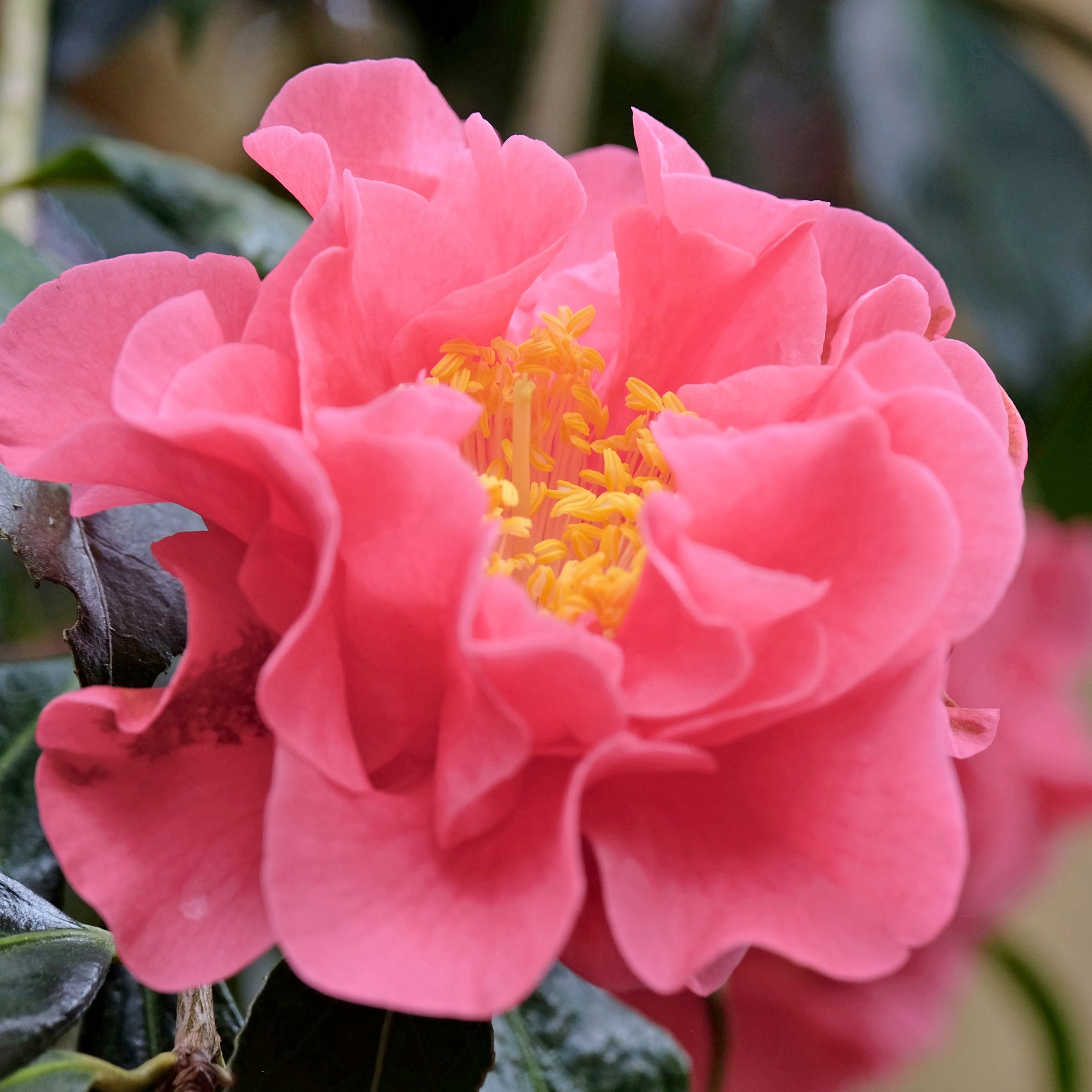 National Plant Network 1 gal. Camellia Sasanqua October Magic Carpet Shrub