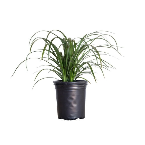 Expert Gardener Super Blue Liriope (2.5 Quart) Lilyturf Perennial Plant