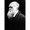 thumbnail image 2 of Charles Darwin History (24 x 36), 2 of 2