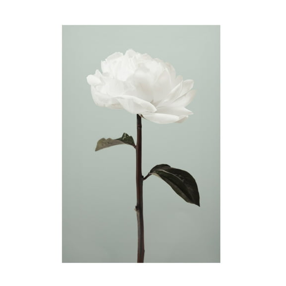 Canvas Wall Art - Pictufy Studio III 'Peony 16' Wall Art for Living Room, Bedroom, or Office Décor by Trademark Fine Art - 12 x 19 Inches