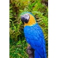 thumbnail image 1 of Estatua de Loro Azul y Amarillo Hi-Line Gift Ltd, 1 of 5