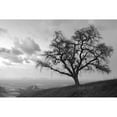 thumbnail image 3 of Blaustein, Alan 24x17 Black Modern Framed Museum Art Print Titled - Coastal Oak Series No. 48, 3 of 5