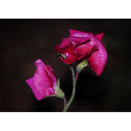 Sweet Pea Wedding Flowers - LAMINATED POSTER Garden Pea Sweet Peas Nature Flowers Flora Poster Print 24 x 36