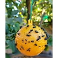 thumbnail image 5 of Fly Gnat Fruit Fly Wasp Sticky Trap Ball - 4 pks, 5 of 6