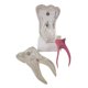 thumbnail image 3 of Modelo Molar de Modelo de para Accesorio Educativo Práctico, 3 of 7