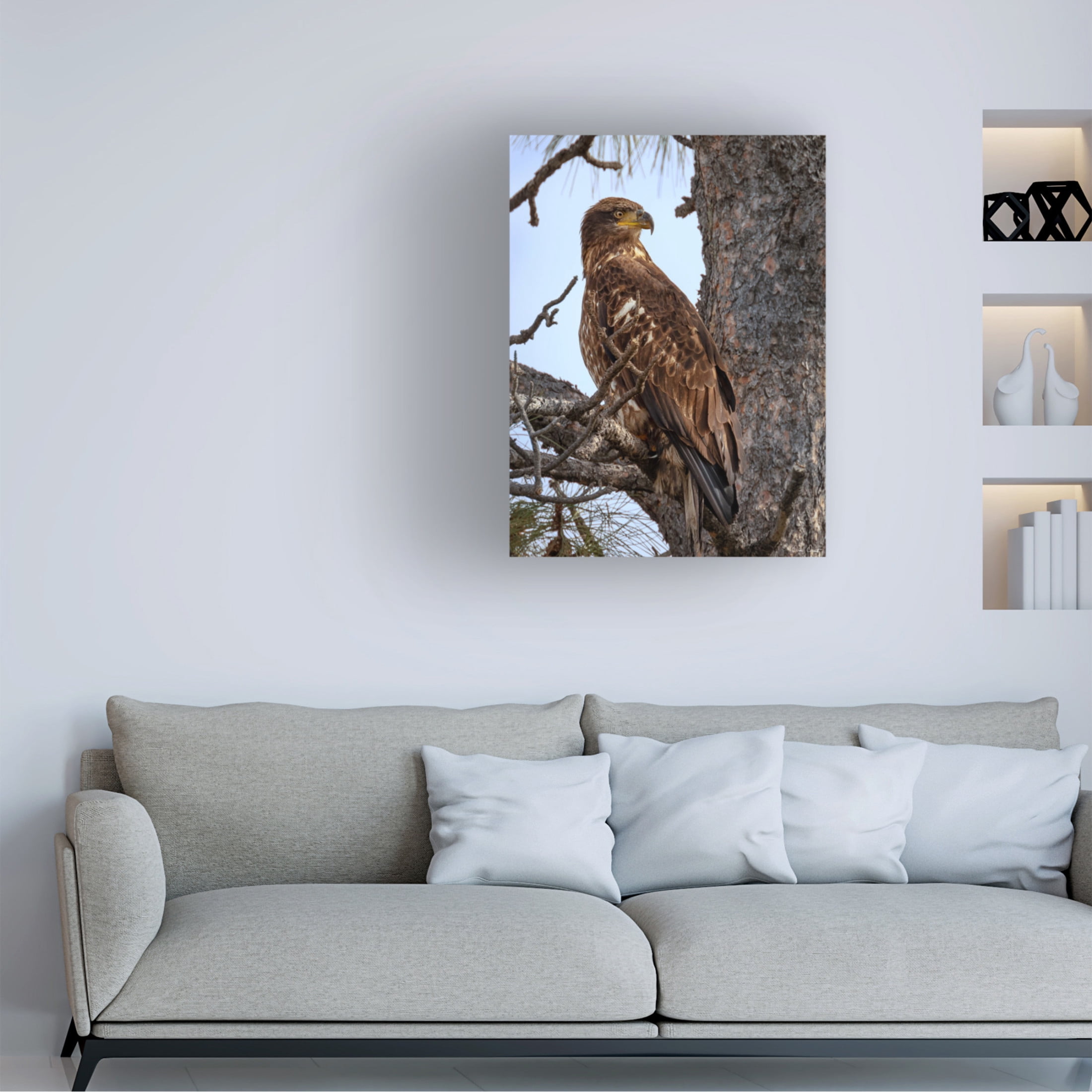Trademark Fine Art David Drost Juvenile Bald Eagle Canvas Wall Art