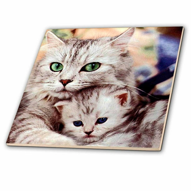 3dRose Cats Ceramic Tile, 12inch