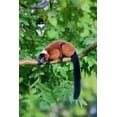 thumbnail image 2 of Richardson, Larry 13x18 Black Ornate Wood Framed with Double Matting Museum Art Print Titled - Red-ruffed lemur seeks refuge in a tree, 2 of 4