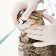 thumbnail image 5 of Frogued Pet Toothbrush Comfortable Grip Small Soft Bristles Effective Gentle Gum Care Lightweight Pet Cat Dog Oral Cleaning Tool for Daily Life (Blue), 5 of 13