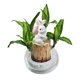 thumbnail image 4 of Decoración hidropónica de madera brasileña, decoración y decoración de mesa., 4 of 5