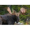 thumbnail image 2 of Fitzharris, Tim 24x17 Gold Ornate Wood Framed with Double Matting Museum Art Print Titled - Bull moose-Rocky Mountains Glacier National Park-Montana, 2 of 4