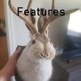 thumbnail image 3 of Designice Handcrafted Faux Fur Rabbit Deer Head Wall Mount,Easter-Themed 3D Animal Taxidermy Sculpture for Living Room, 3 of 6