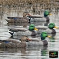 thumbnail image 2 of AVIAN-X Topflight Open Water Duck Durable Realistic Hunting Floating Mallard Decoys, Pack of 6, AVX8061, 2 of 10