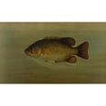 thumbnail image 2 of John L. Petrie 24x16 Black Ornate Framed Double Matted Museum Art Print Titled: The Common Sunfish, Eupomotis Gibbosus. (1898), 2 of 5