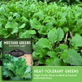 thumbnail image 4 of 5 Packs Southern Giant Mustard Greens Seeds - Non-GMO Heirloom Full Sun Biennial Vegetable, 4 of 9