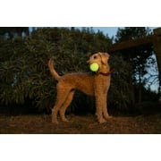 Harry Barker Durable All-Natural Rubber Balls for Dogs, 2.5 Glow Balls, Yellow, 2 Pack Set