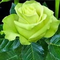 thumbnail image 2 of 30 Rare Seed-Bright Green Rose Seeds #1076-Authentic Seeds-Flowers-Seeds-Rose seeds-Herb seeds-Vegetable Seeds-Mix Seeds for Plant- B3G1, 2 of 5