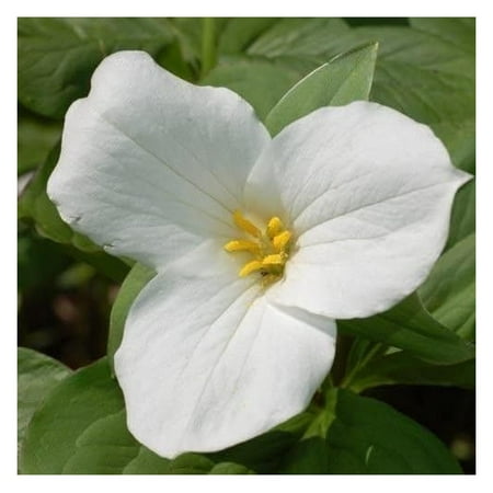 

White Trillium 20 Bulbs