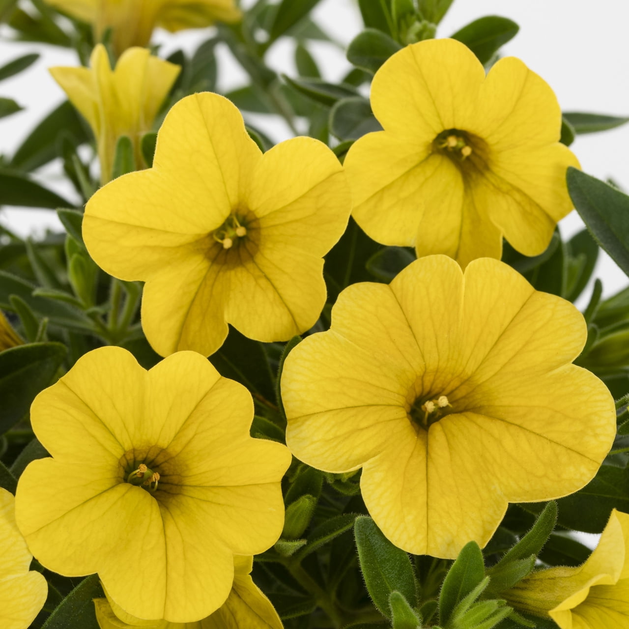 Better Homes & Gardens 1.5PT Yellow Calibrachoa Live Annual Plant Sun 5-Pack