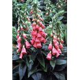 thumbnail image 2 of Strawberry Foxglove Plant - Digitalis mertonensis - Quart Pot, 2 of 2