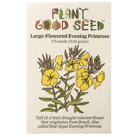 Plant Good Seed Large Flowered / Magic Evening Primrose Seed Packet Perennial Yellow Flower Full Sun Plant Good Seed Large Flowered / Magic Evening Primrose Seed Packet Perennial Yellow Flower Full Sun
