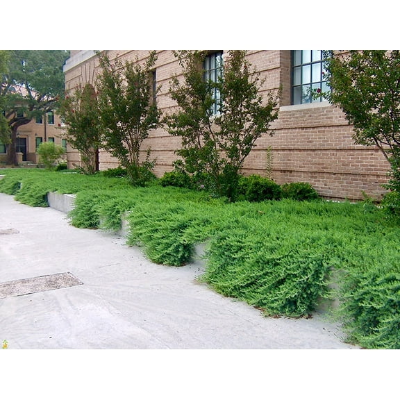 Juniper Blue Pacific - 30 Live Plants - Drought Tolerant Cold Hardy Evergreen Ground Cover