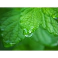 thumbnail image 3 of Lemon Mint Seeds/ Annual/ Full Sun/ 19K Seeds 1/4 oz/ Zellajake Farm and Garden - B65, 3 of 5