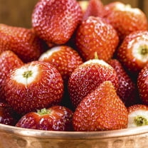 Van Zyverden Dayneutral Strawberries Albion Set of 20 Plant Roots White Full Sun