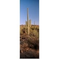 thumbnail image 1 of Great BIG Canvas | Rolled Ron Watts Poster Print entitled Saguaro National Park, Arizona, USA, 1 of 4