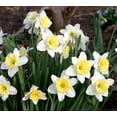 thumbnail image 2 of Ice Follies Daffodil 50 Bulbs  - 14/16 cm Bulbs, 2 of 2