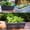 A, variant on LYINGF Vegetable Pot Plastic Flower Pot Balcony Vegetable Trough,Weatherproof Resin Planter,Vegetable Flower Planter Boxes,Indoor Outdoor Flower Pots for Windowsill,Patio,Porch,Garden Balcony 